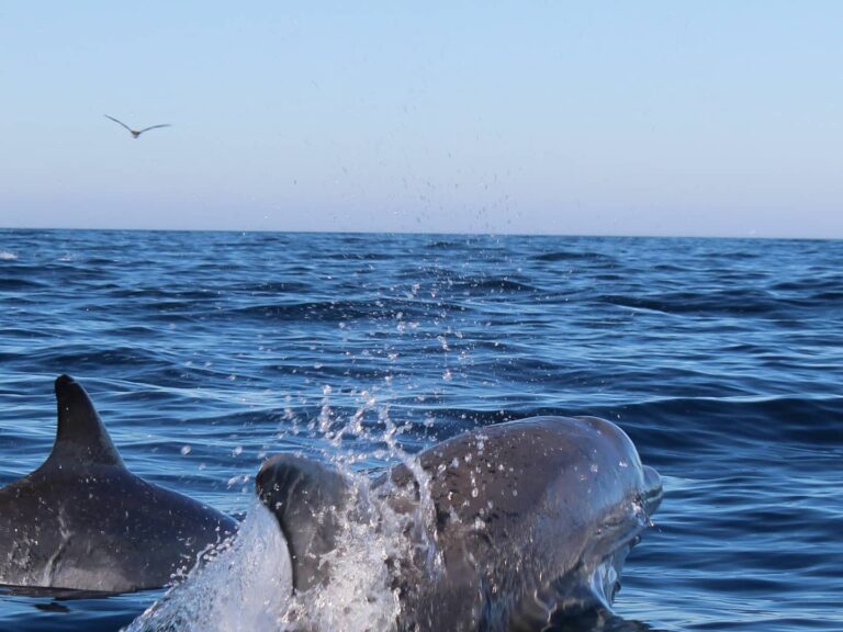 Dolphin Watching Tour – From Fuseta. Observe dolphins behaviour in their natural environment. We are certain that this experience will thrill you.